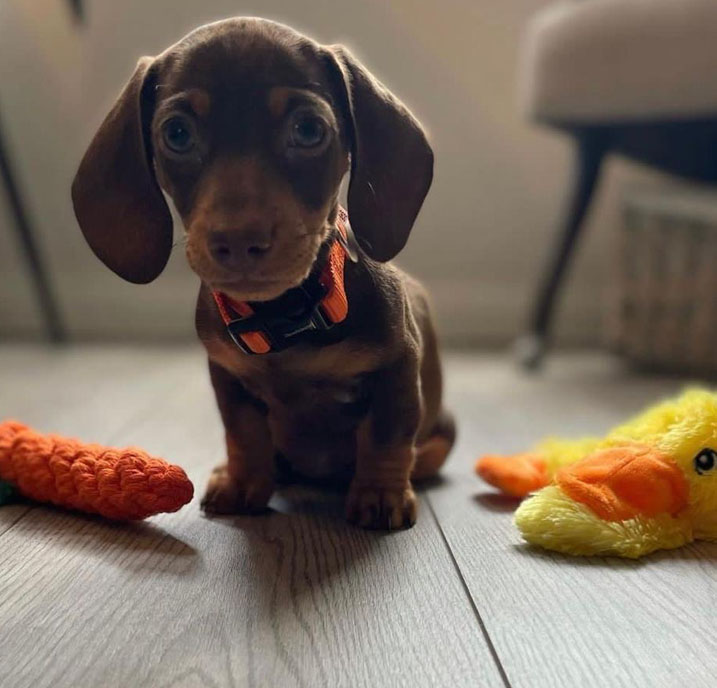 Dachshund Puppy for sale