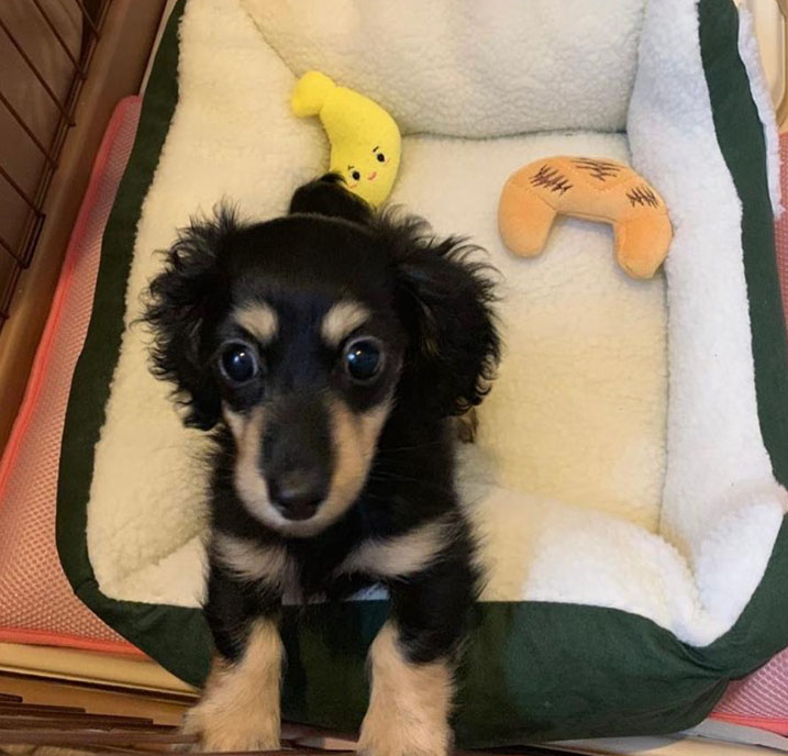 Dachshund Puppy for sale