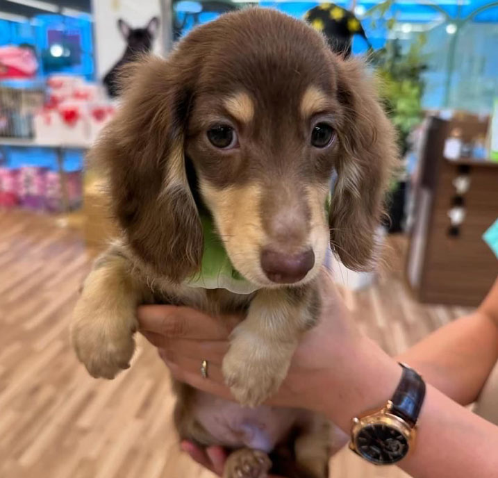 Dachshund Puppy for sale