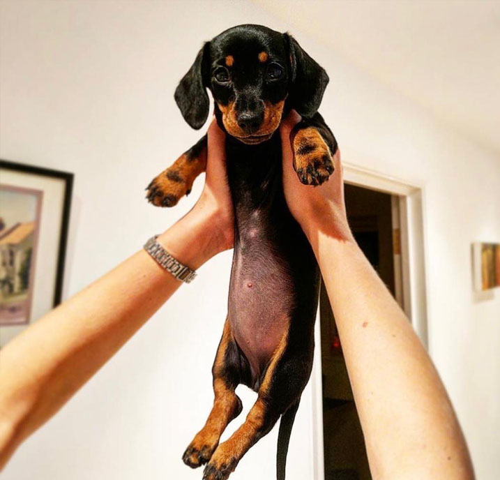 Dachshund Puppy for sale