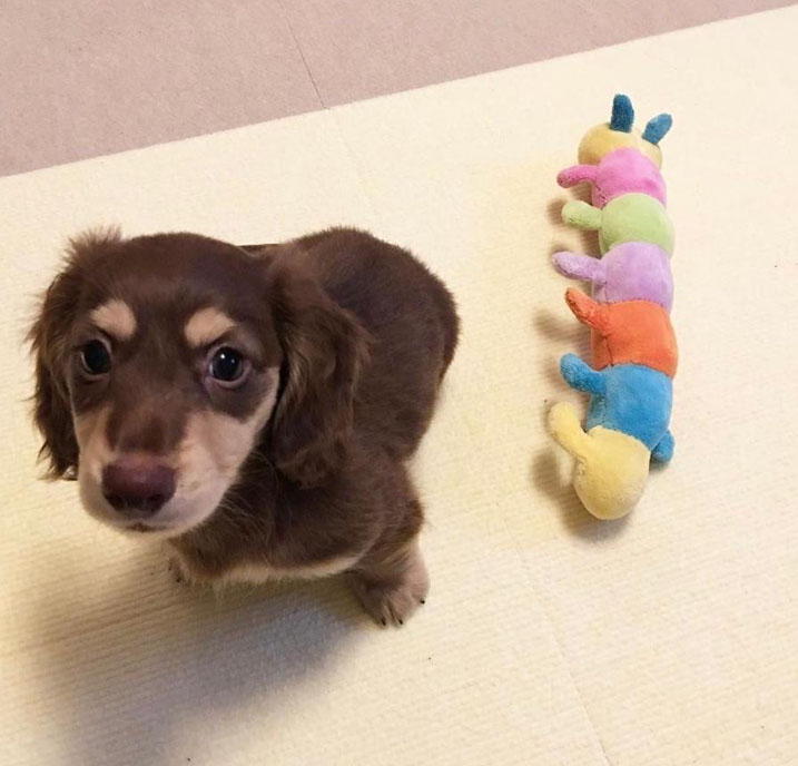 Dachshund Puppy for sale